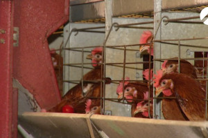 В Астраханской области возрождают поголовье закрытой птицефабрики
