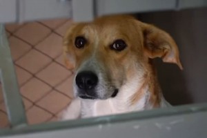 Астраханский Центр спасения для бездомных собак заработал в&#160;микрорайоне Бабаевского