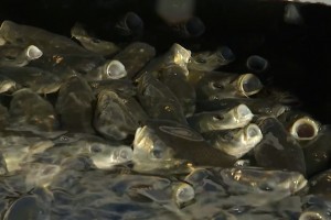 В Астраханской области искусственно пополняют численность рыбной молоди в реках
