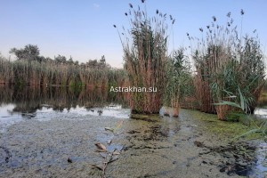 В Астрахани уточнят границы Казачьего ерика, чтобы очистить водоем