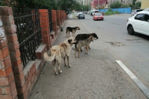 Астрахань не избавится от бродячих собак еще как минимум 5 &#8211; 7&#160;лет