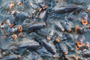 В астраханской погранзоне группа местных и приезжих рыбаков выловила более 600 кг рыбы