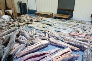 В Астрахани осудили браконьеров, добывших рыбу на 5&#160;миллионов рублей
