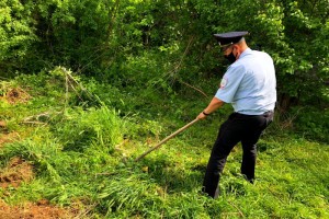 В Астраханской области продолжается ликвидация зарослей наркосодержащих растений