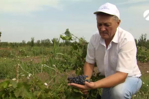 Астраханская область становится  селекционной площадкой для винограда