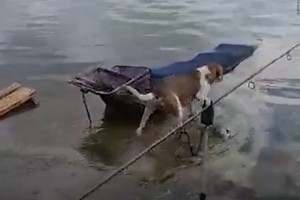 Под Астраханью собаке приходится переплывать реку, чтобы покормить щенят