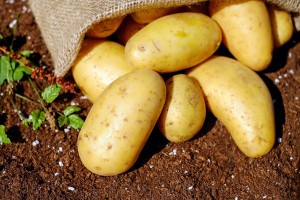 Ставрополец заблудился и украл у астраханских фермеров 7 мешков картошки