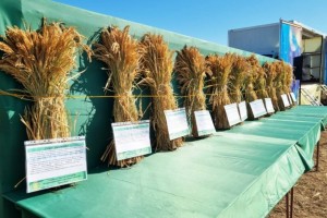 В Астраханской области очередной День поля посвятили рису