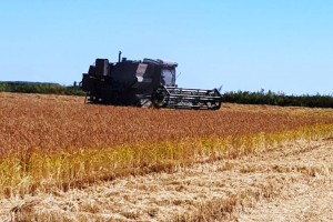 В Астраханской области стартовала уборка риса