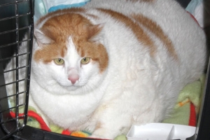 Кот, страдающий ожирением, похудел на 10 кг