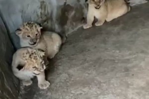 Астраханские львята отправятся в другие зоопарки