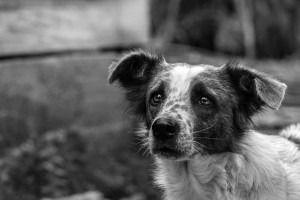 В Астрахани с начала года отловили более 1200 бездомных собак