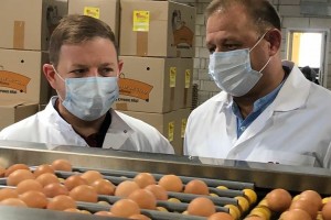 Астраханская птицефабрика планирует увеличить годовое производство яиц на&#160;9%