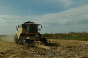 Шесть тонн с гектара рисового зерна планируют собрать в Астраханской области