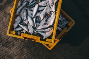 Российские власти планируют повысить налоги для рыбаков