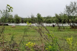 Четверг в Астрахани будет дождливым и пасмурным