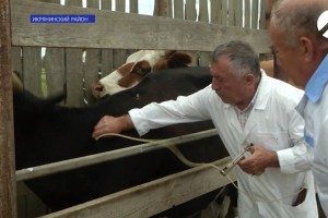 В Астраханской области скот вакцинируют от ящура