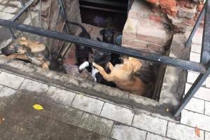 В Астрахани бродячие собаки оккупировали подвал дома на улице Ульяновых