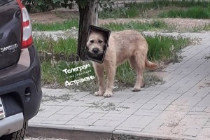 В Астрахани живодёры поиздевались над бездомной собакой