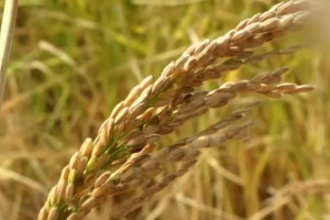 В Астраханской области планируются к реализации крупные инвестпроекты по выращиванию риса