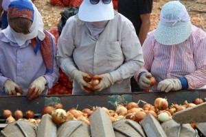 Астраханским фермерам разрешили нанимать трудовых мигрантов без ограничений
