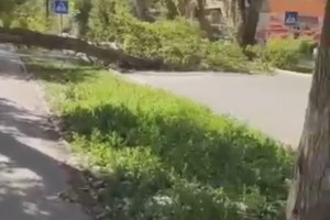 В Астрахани на «Десятке» на дорогу рухнуло большое дерево