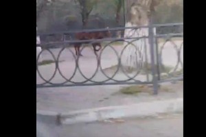 В Астрахани теленок разгуливал по Новому мосту