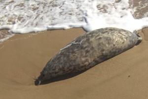 После шторма на берег Каспийского моря выбросило мертвого тюленя