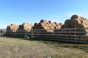 Астраханским сельскохозяйственным животным зимой не грозит голод