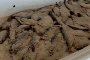 У 54-летней астраханки нашли более 2&#160;тонн нелегальной рыбы