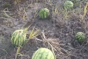 В Астраханской области вновь сообщают о&#160;гниющих на полях бахчевых