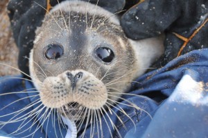 Ученые нашли в&#160;Астраханской области единственную залёжку каспийского тюленя
