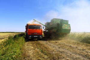 Астраханские фермеры собрали урожай риса на треть больше, чем в 2020 году