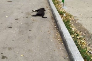 Астраханцев снова ужасают собачьи трупы на улицах