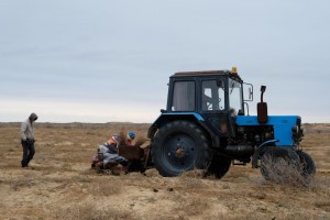 В Астраханскую область пытаются вернуть леса