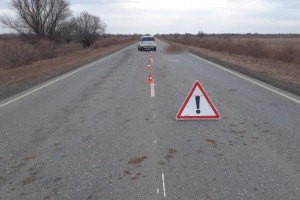 В Астраханской области все чаще происходят аварии с&#160;крупным рогатым скотом