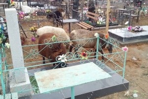 Астраханцы пожаловались на пасущихся коз на кладбище