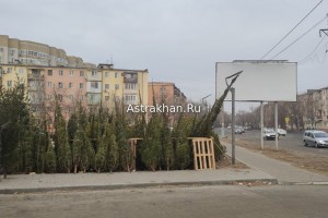 В Астрахани с 10 декабря открываются ёлочные базары