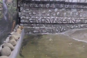 Крокодил из сгоревшего кинотеатра получил новый бассейн в астраханском зоопарке