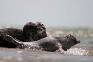 Астраханский остров, где живут тюлени, хотят сделать морским заповедником