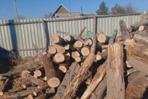 Четыре астраханца срубили 269 деревьев незаконно