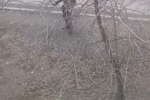 В середине декабря в Астрахани рабочие решили косить траву