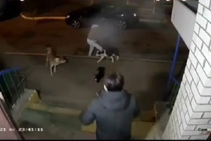 В Астрахани убийство собаки живодёрами попало на&#160;видео
