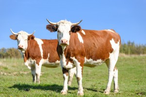 В Астраханской области выявили очаг заражения бруцеллёзом у коров