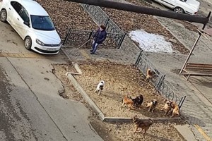 Астраханец снял на видео, как бродячие собаки окружили незрячего мужчину