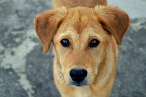 В Астрахани сократили план по отлову бездомных собак в 2022 году