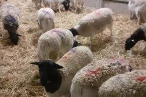 В Астраханской области будут разводить овец южноамериканской породы