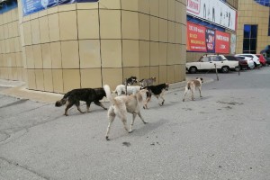 Собак действительно очень много: астраханский губернатор ответил на вопрос о бродячих животных
