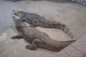 К астраханскому крокодилу Гене перед Новым годом вернулась подружка