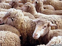 Астраханского фермера оштрафовали за 500 овец без опознавательных знаков